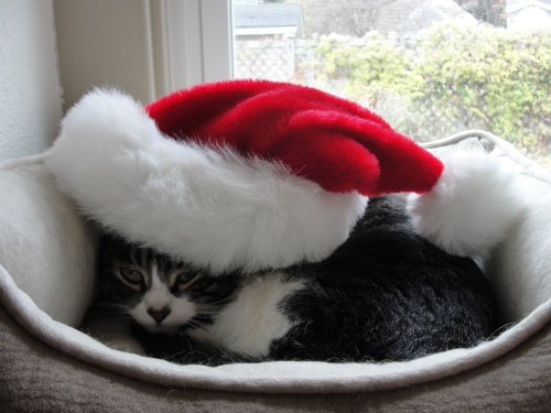 Cat in a Santa Hat